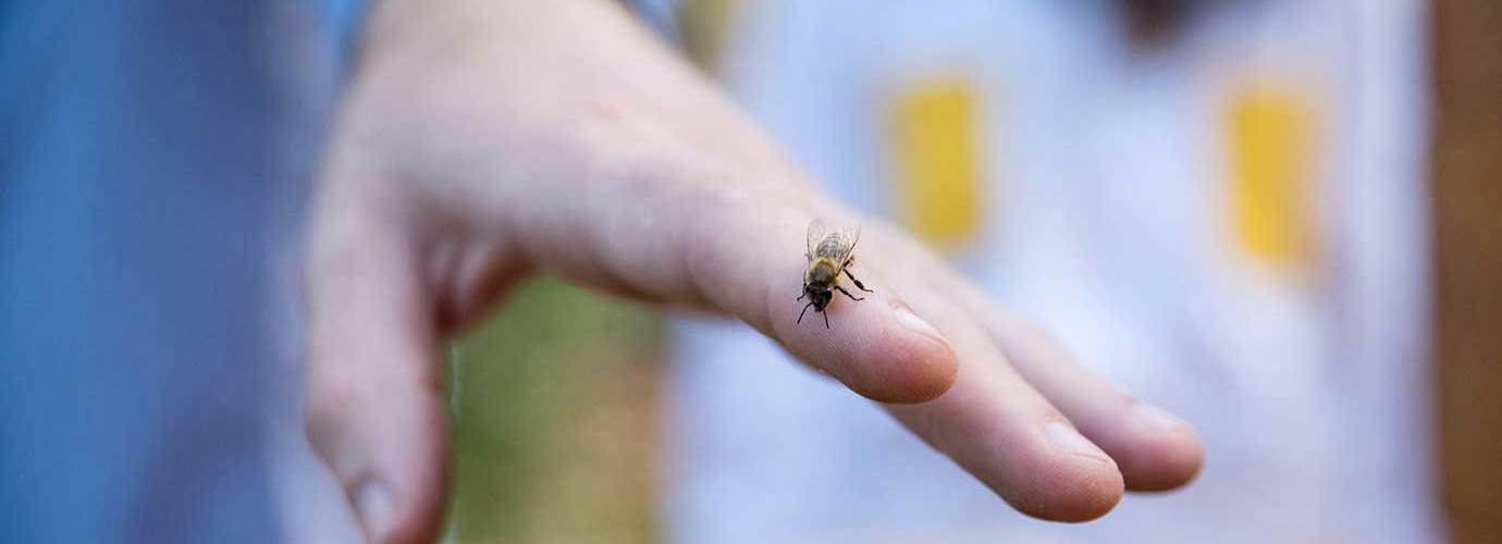How To Treat A Wasp Sting At Home Cushelle How To Treat A Wasp Sting At Home Cushelle