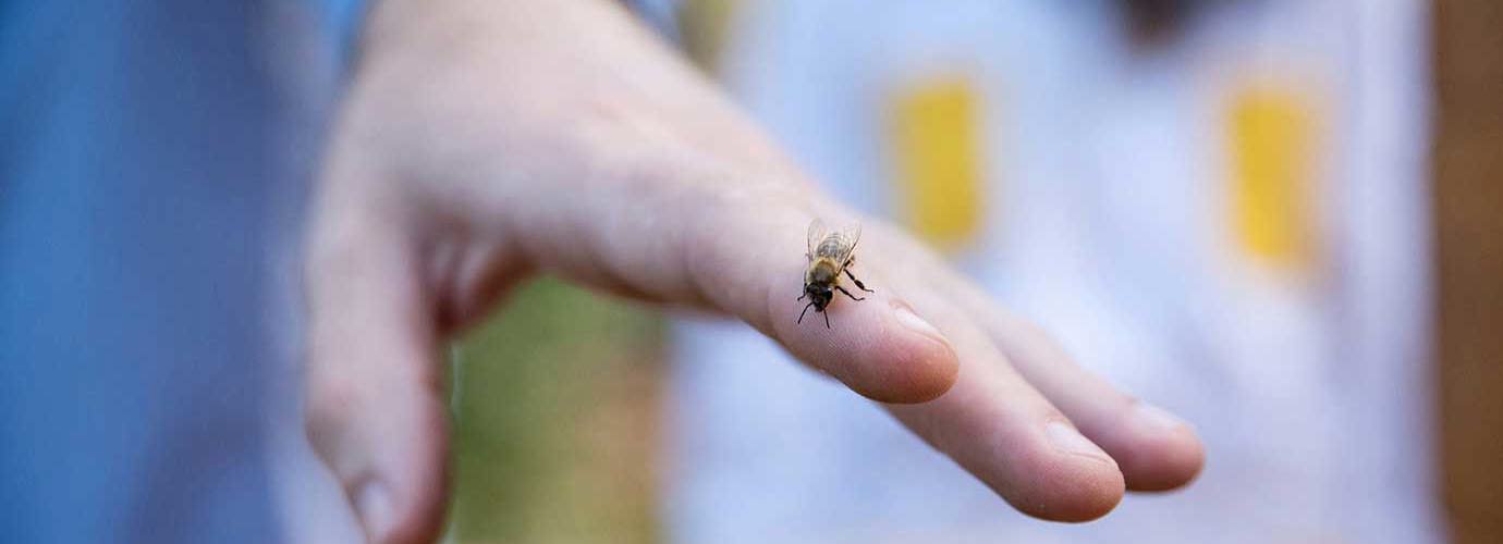 A close up of a wasp on a man's hand