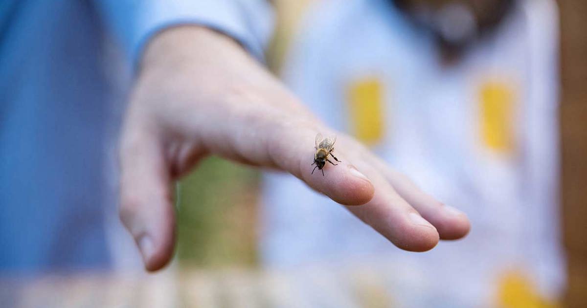 How To Treat A Wasp Sting At Home Cushelle How To Treat A Wasp Sting At Home Cushelle