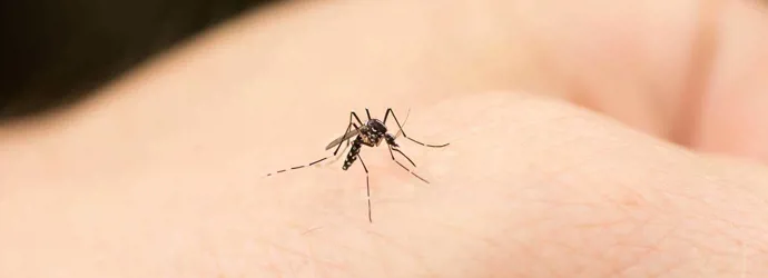 Mosquito biting a human hand