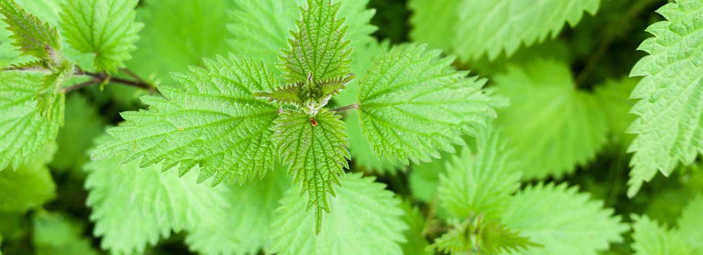 Three Home Remedies For Nettle Stings - Cushelle