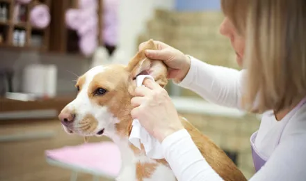 Groomer cleaning dogs ears with a tissue